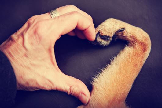 Mano De Humano Con La De Un Perro Haciendo Un Corazon