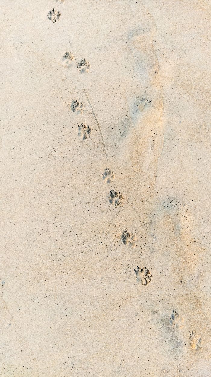 features-03 Dog paw prints trailing across smooth sand on a serene beach day.
