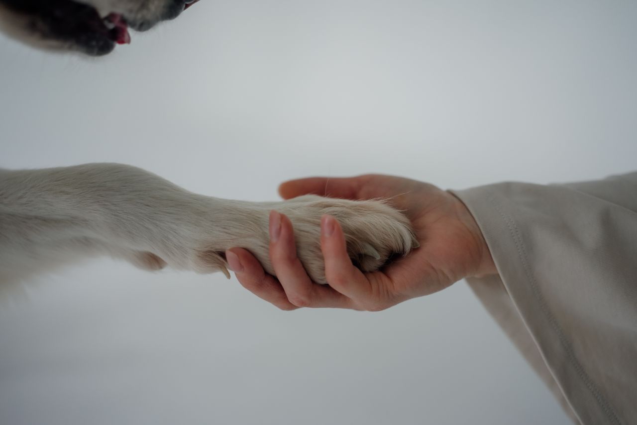 Home A close-up of a human hand gently holding a dog's paw, symbolizing trust and companionship.
