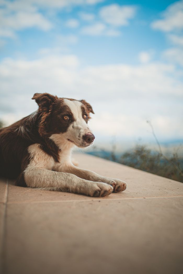 A Border Collie lies down outdoors on a sunny day, with scenic sky background.